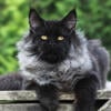 Maine Coon kitten for sale