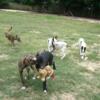 GREYHOUND PUPPIES AVAILABLE FOR ADOPTION