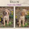 AKC registered Female Golden Retriever Puppy for sale