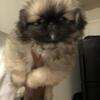 AKC Pekingese Puppies