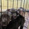American bully