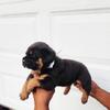 Rotticorso mix puppies