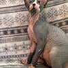 Male Sphynx - May 17th 2024