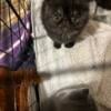 Beautiful Persian and Exotic kittens male/female