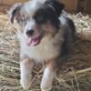 Standard Australian Shepherd pups 