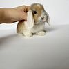 8 week old holland lop bunnies ready to go today!  