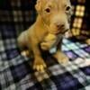 American XL Bully pups