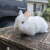 Netherland Dwarf Girl Tundra