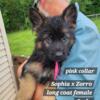 West German showline German Shepherd puppies ready now!