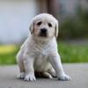 Labradoodle puppies