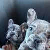 Frenchies akc/pedigree