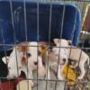 $30 purebred American pit bull terrier puppies 