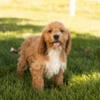 Cockapoo male puppies in Indiana