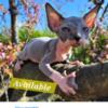 Ready Now Come and get your adorable sphynx baby!
