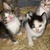 Kittens looking for homes