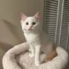 Purebred male flame point Ragdoll