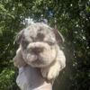 AKC Big Rope Fluffy & Fluffy Carrier French Bulldog Puppies
