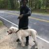 Upcoming AKC/UKC Dogo Argentino Litter