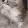 TICA - Black silver ticked tabby - Male