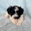 Male Yorkiepoo puppies