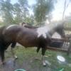 Barrel horse, 6,500 or BO