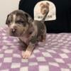 Tri Merle bully puppies