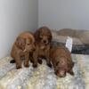 Mini Golden doodles puppies