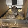 Mosaic grey chinchilla family