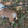 Female bully available
