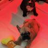 Purebred French Bulldog Puppies – Unique Big Rope Features