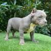 American bully pup POCKET  male