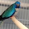 Scarlet Chested Violet Adult Male 