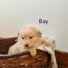 Ausiedoodle Puppies
