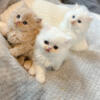 Persian kittens Ohio