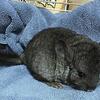 Baby chinchillas looking for their new home