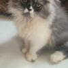 Persian Kitten Available "Price Drop"