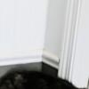 Black persian male kitten.