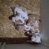 JL3 KENNELS