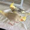 Cockatiels