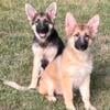 Fluffy and Panda German Shepherd pups