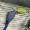 Mature Indian Ringneck for sale 