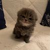 Beautiful Baby Scottish Fold Kittens available - reserve now to take home in August 2023