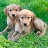 Golden Retriever Puppies