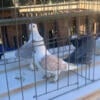 Old German Owl fancy breed pigeon