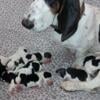 AKC Basset Hound Puppies