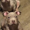 XL American Bully Puppies