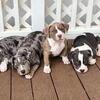 American Bully Merle Puppies Ready Now –16 Weeks – Must Go ASAP – Healthy & Beautiful