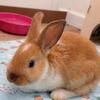 New Zealand bunnies