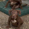 Xl bully pups