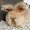English Angora Bunnies